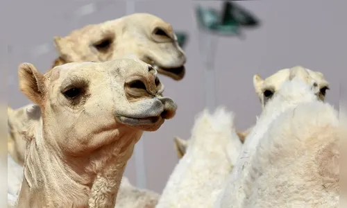 Camelos são desclassificados de concurso por uso de botox