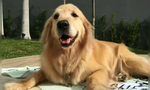 Cão encosta em poste e morre após levar choque no Paraná