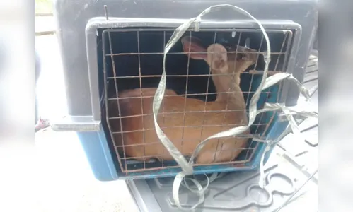Cervo é resgatado após ter sido atacado por cães