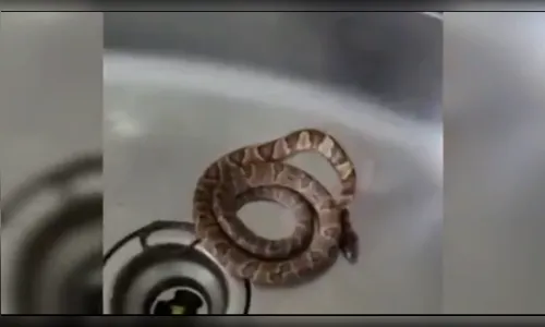 Cobra é encontrada dentro da pia de morador em SC