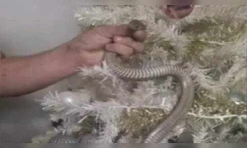 Cobra se esconde em árvore de natal e assusta família; veja