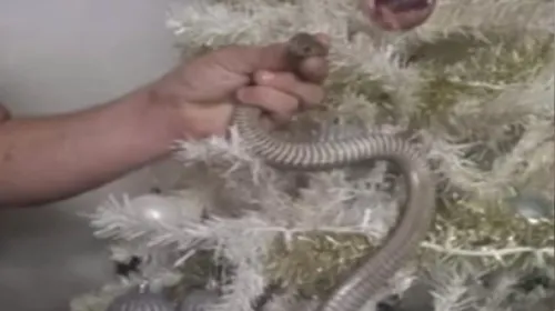 Cobra se esconde em árvore de natal e assusta família; veja