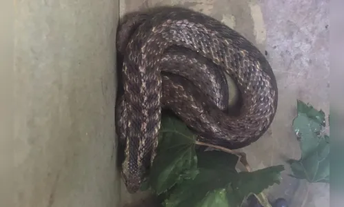 Crianças se assustam ao encontrar cobra urutu em quintal