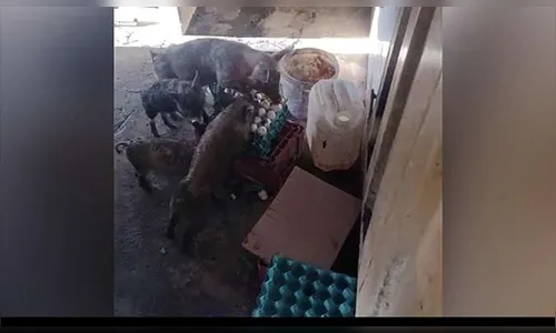 Fábrica de biscoito é interditada por maus-tratos a animais