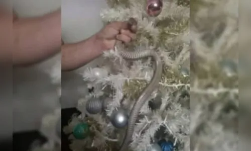 Família acha cobra enrolada em árvore de Natal