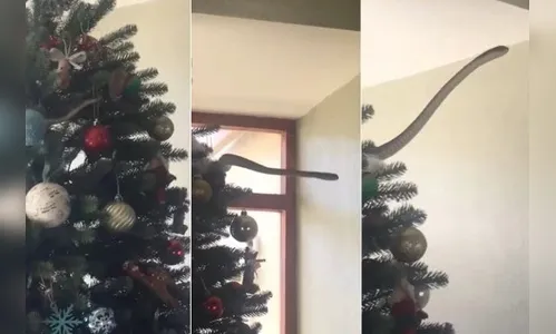 Família leva susto ao encontrar cobra venenosa em casa