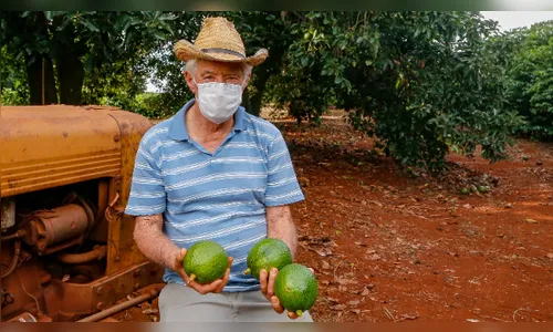 Faturamento da fruticultura triplica em Apucarana