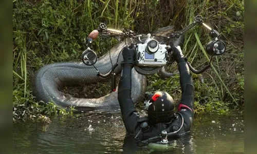 Fotógrafo encontra cobra gigante durante expedição; veja