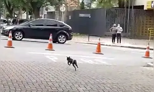 Gato sobe em árvore e mobiliza Bombeiros em Curitiba; veja