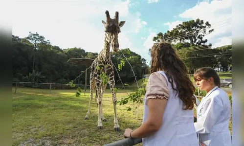 Girafa mais velha do Brasil morre no zoológico de Curitiba