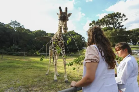 Girafa mais velha do Brasil morre no zoológico de Curitiba