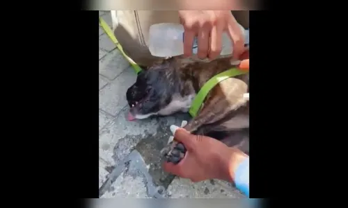 Homem é preso após deixar cão trancado em carro em SC; veja