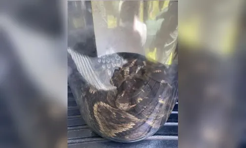 Homem é socorrido de helicóptero após ser picado por cobra