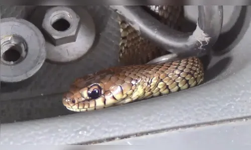 Homem leva susto ao se deparar com cobra no painel do carro
