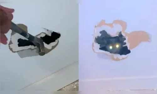 Homem quebra parede da casa com martelo para resgatar gata