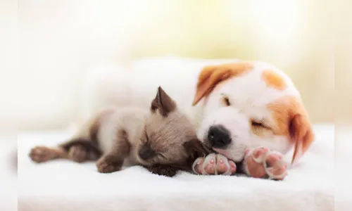 Hospital Veterinário Susi lança 