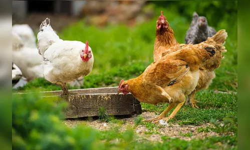 Mulher é vítima de golpe na compra de frangos caipira