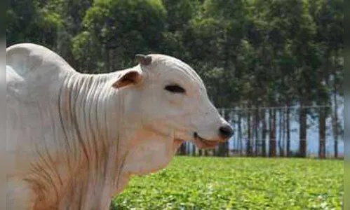 Ladrões esquartejam boi e furtam carne, em Borrazópolis