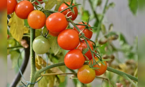 Criminosos furtam 100 caixas de tomates e tela de estufa