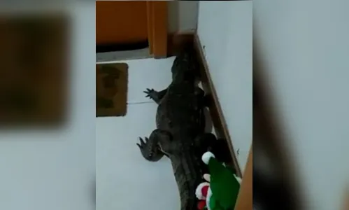 Jacaré invade prédio e é flagrado em porta de apartamento