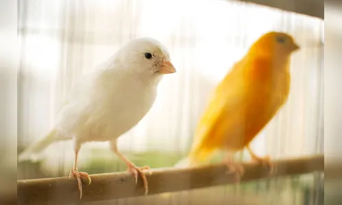 Ladrões furtam casal de canários em residência no Jaboti