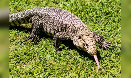 Maior lagarto do Brasil é encontrado em Santa Catarina
