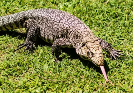 Maior lagarto do Brasil é encontrado em Santa Catarina