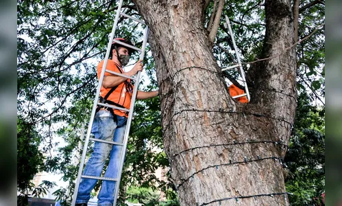 Maringá registra furto de fios de decoração natalina