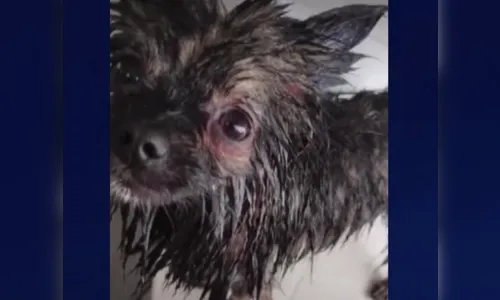 Médico é preso no PR após espancar cachorro até a morte