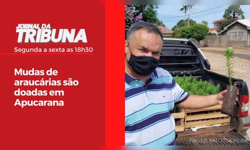 Mudas de araucárias são doadas em Apucarana
