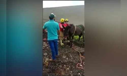 Mula sobe em telhado e bombeiros fazem resgate; veja