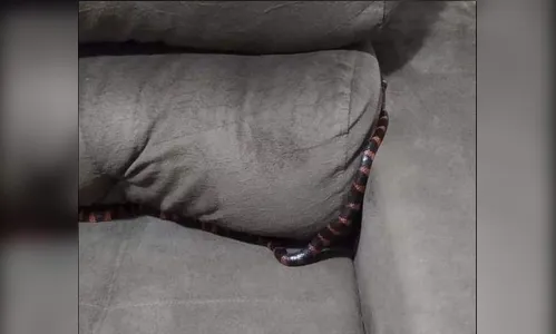 Mulher dorme em sofá e acorda com cobra sobre o corpo em SC