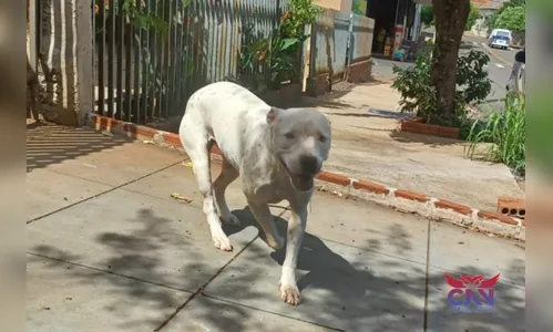 Mulher flagra homem cometendo zoofilia contra pitbull no PR