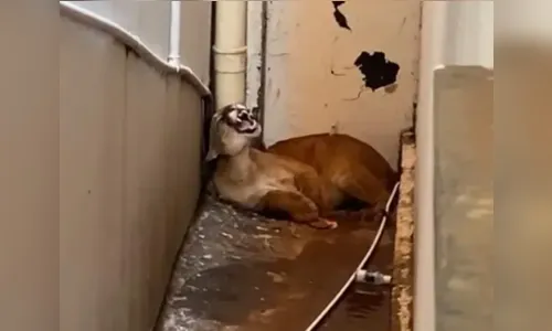 Onça invade casa e dá trabalho para policiais no Paraná