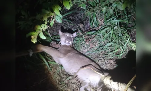 Onça parda presa em armadilha para capivara é resgatada