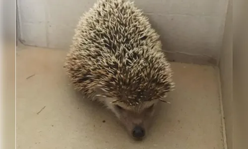 Ouriço pigmeu é achado dentro de casa em Campo Grande