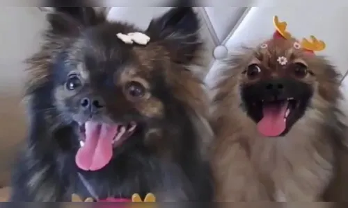 PR: Médico suspeito de espancar cachorra até a morte é solto