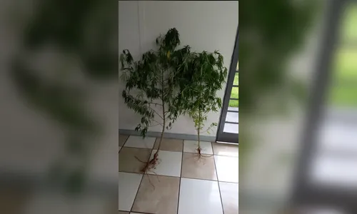 Pés de maconha são apreendidos pela PM de Apucarana
