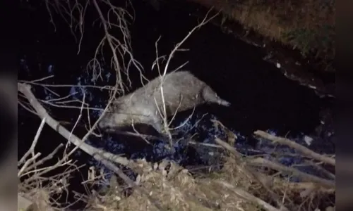 Polícia investiga suposto envenenamento de capivaras no RS