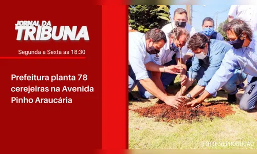 Prefeitura planta 78 cerejeiras na Avenida Pinho Araucária