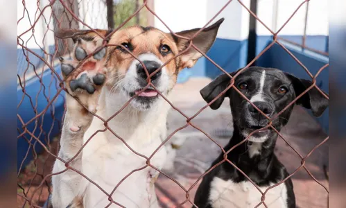 Programa “Mais Vida Animal” chega a 770 castrações