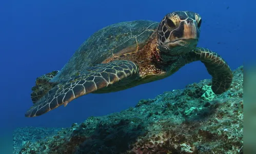Sete pessoas morrem após comer carne de tartaruga; entenda