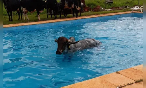 Vaca cai em piscina e é resgatada pelos bombeiros; assista
