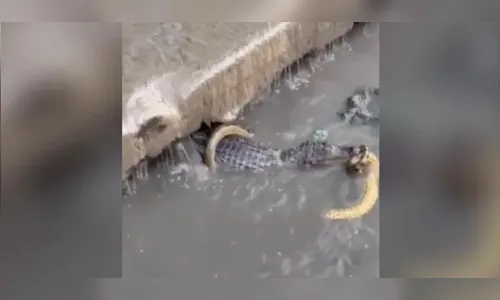 Vídeo: Homem flagra briga entre jacaré e sucuri em córrego