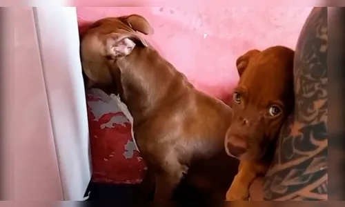 Vídeo: Pitbull 'ciumento' viraliza nas redes sociais