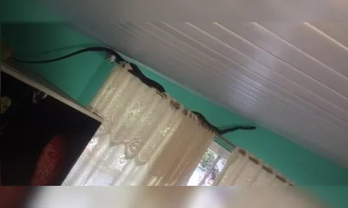 Vídeo: moradora se depara com cobra gigante em residência