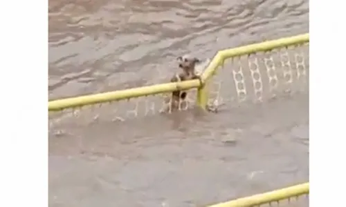 Vídeo mostra cãozinho tentando se salvar de enxurrada em MG