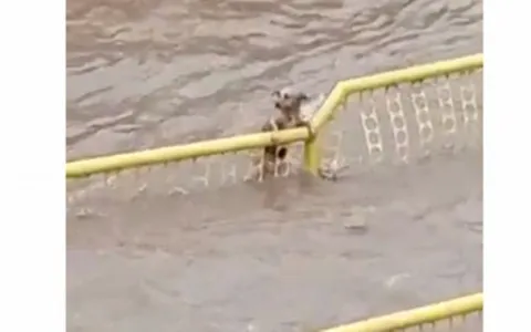 Vídeo mostra cãozinho tentando se salvar de enxurrada em MG