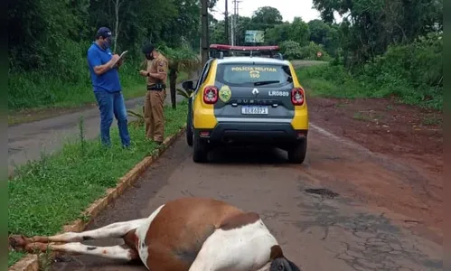 Cavalo se assusta com caminhão e é atropelado, em Faxinal