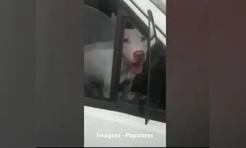 Cachorro faz manobra em veículo e quase causa acidente no PR